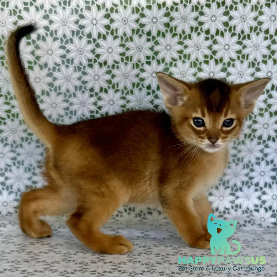 Halif Abyssinian male ruddy