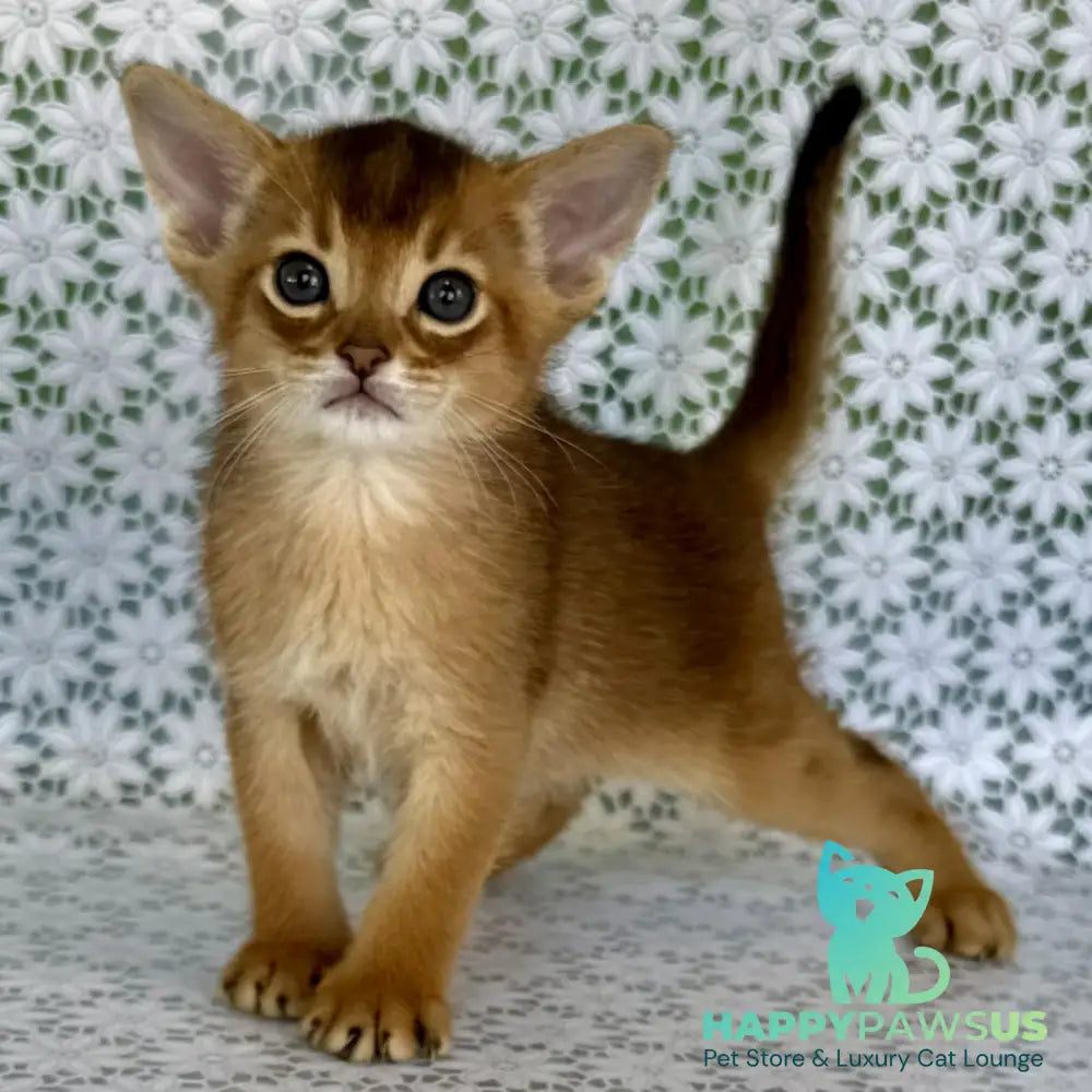 Halif Abyssinian male ruddy