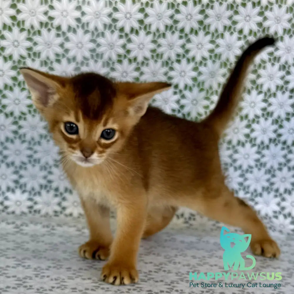 Halif Abyssinian male ruddy