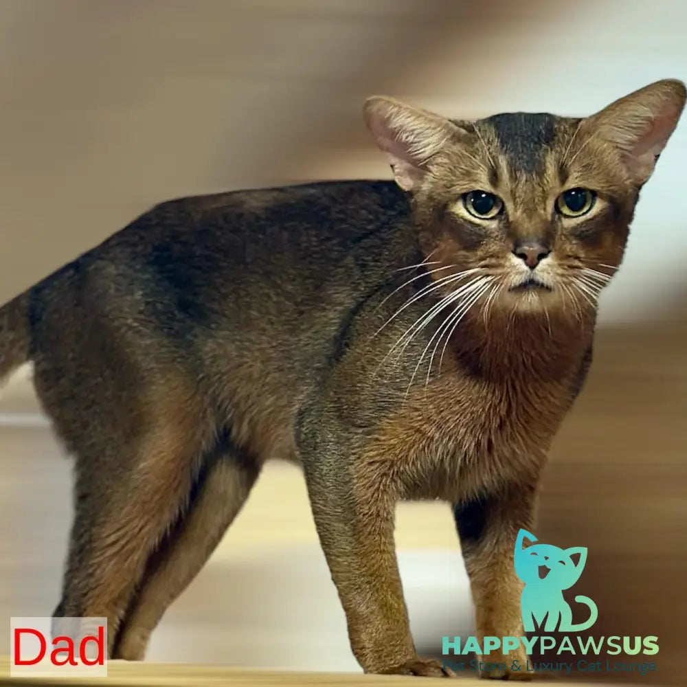 Halif Abyssinian male ruddy