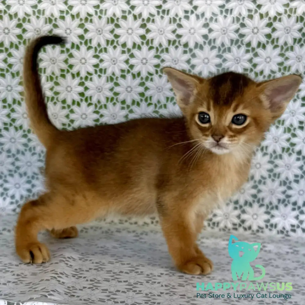 Halif Abyssinian male ruddy