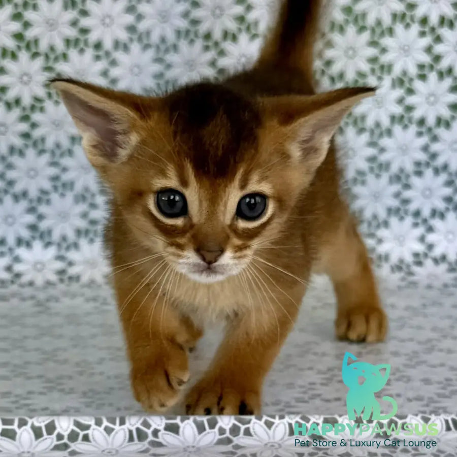 Halif Abyssinian male ruddy