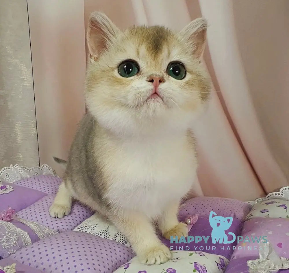 Halif British Shorthair male blue golden shaded live animals
