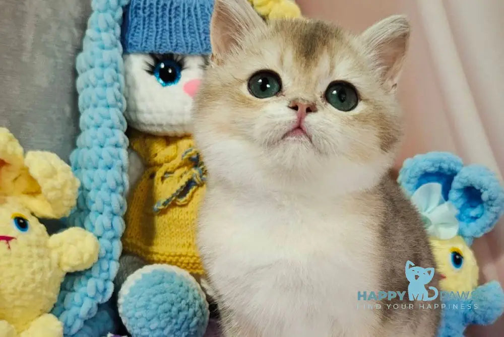 Halif British Shorthair male blue golden shaded live animals