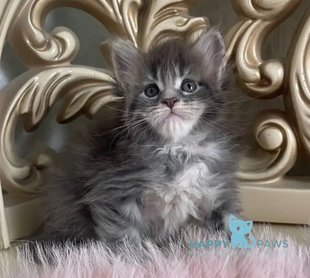 Halif Maine Coon polydactyl male blue silver tabby live animals