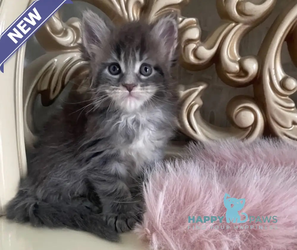 Halif Maine Coon polydactyl male blue silver tabby live animals