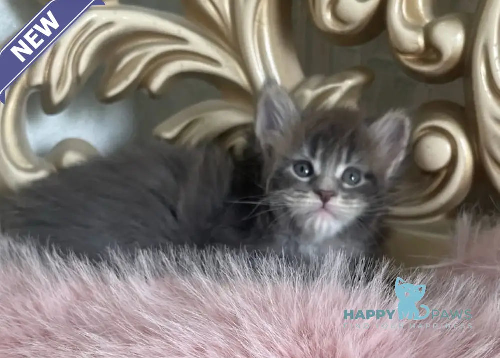 Halif Maine Coon polydactyl male blue silver tabby live animals
