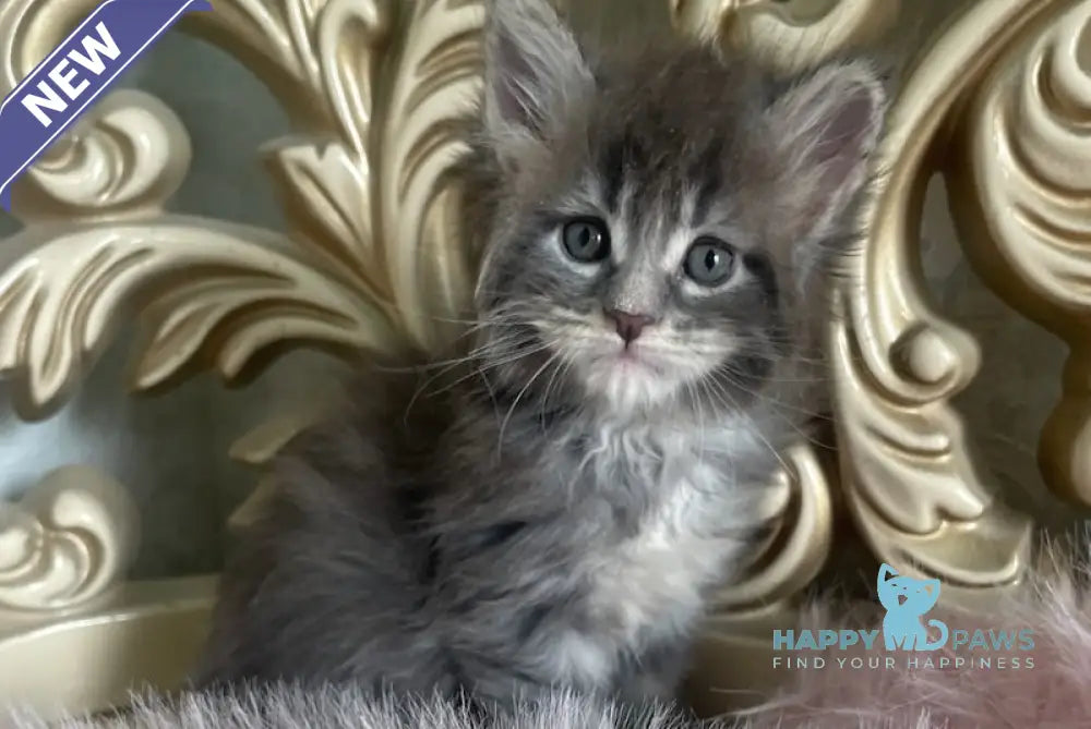 Halif Maine Coon polydactyl male blue silver tabby live animals