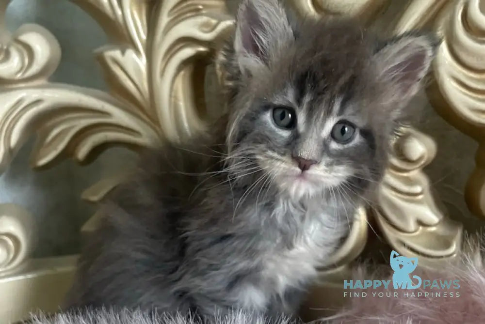 Halif Maine Coon polydactyl male blue silver tabby live animals