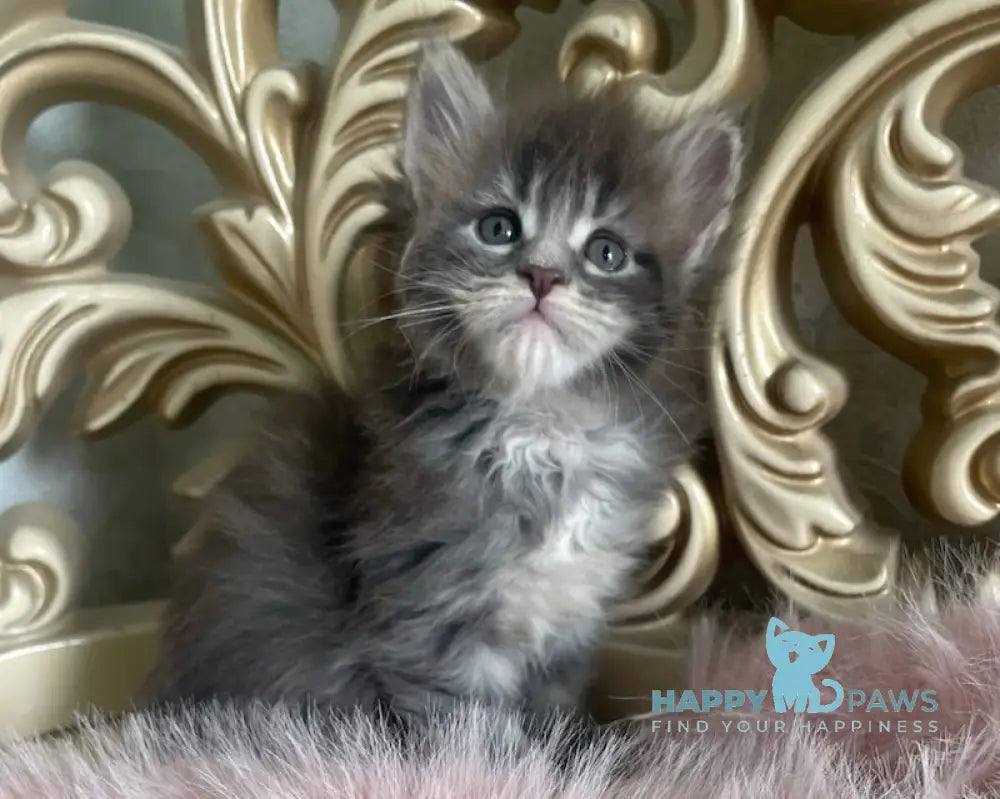 Halif Maine Coon polydactyl male blue silver tabby live animals