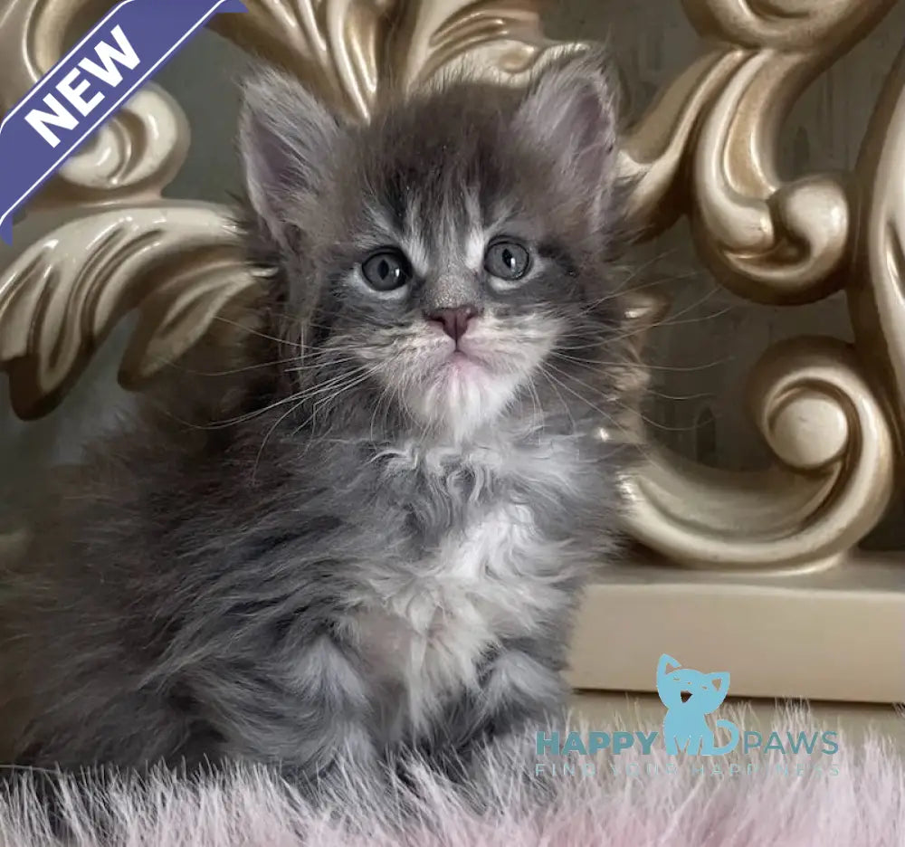 Halif Maine Coon polydactyl male blue silver tabby live animals
