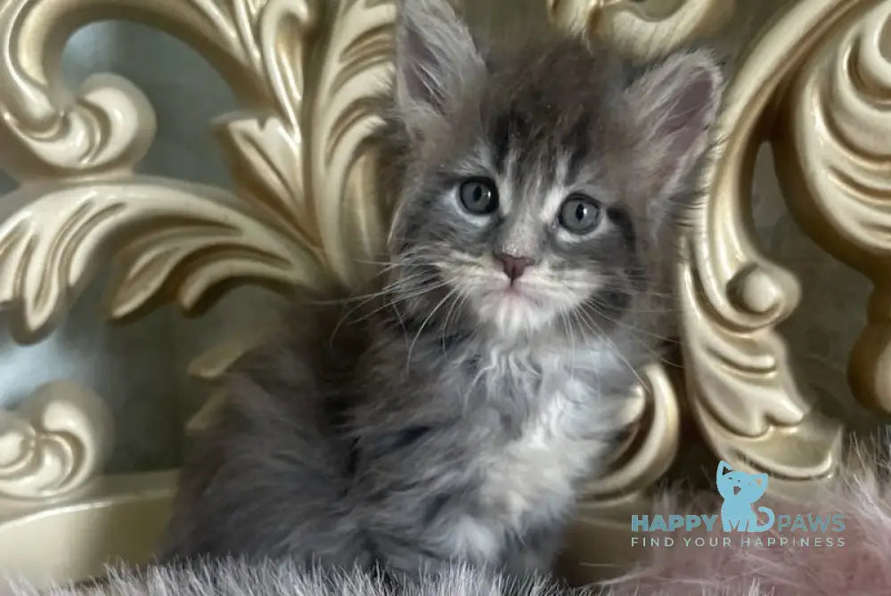 Halif Maine Coon polydactyl male blue silver tabby live animals