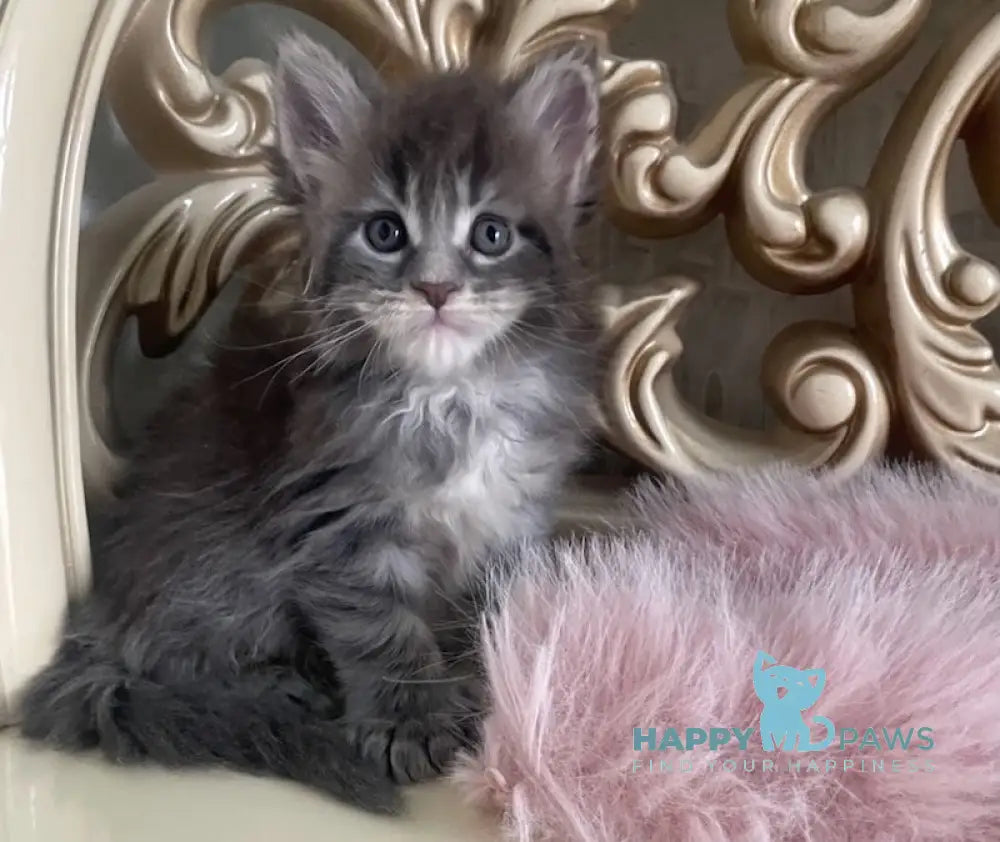 Halif Maine Coon polydactyl male blue silver tabby live animals