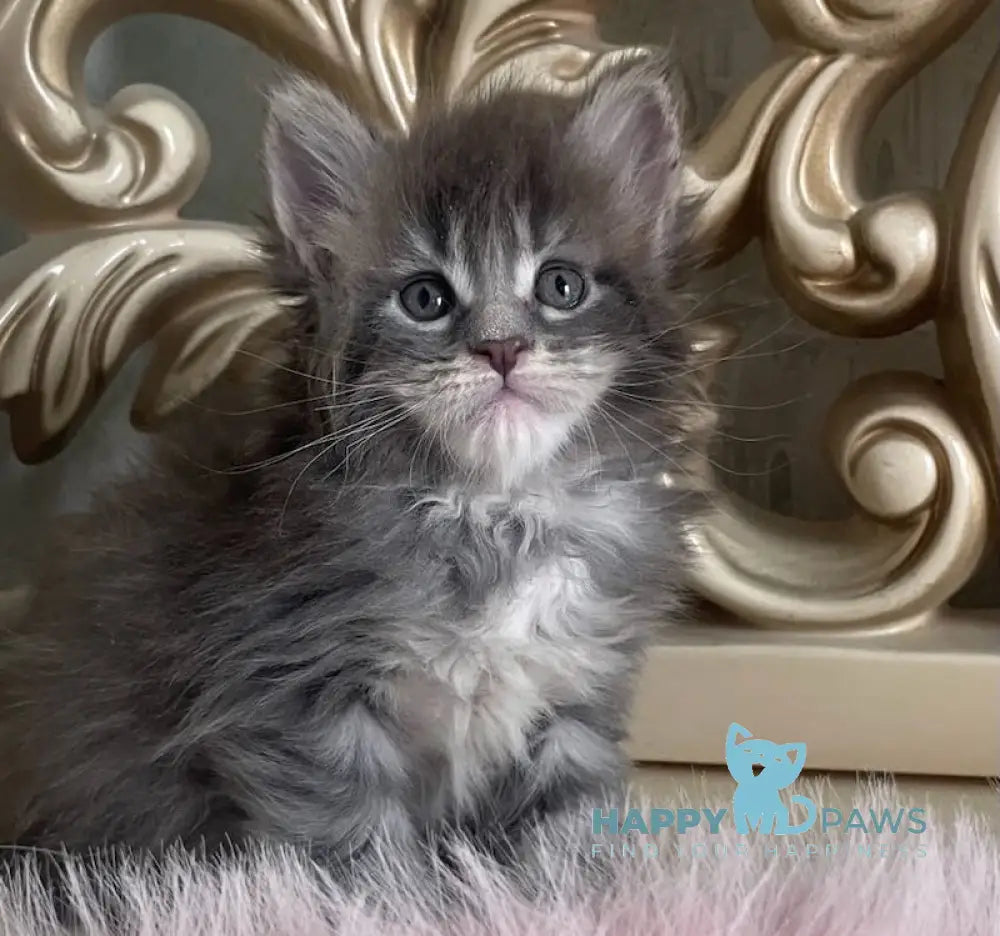 Halif Maine Coon polydactyl male blue silver tabby live animals