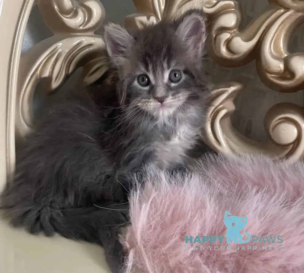 Halif Maine Coon polydactyl male blue silver tabby live animals