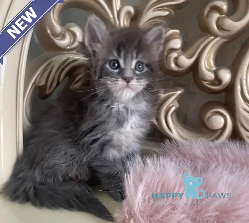 Halif Maine Coon polydactyl male blue silver tabby live animals