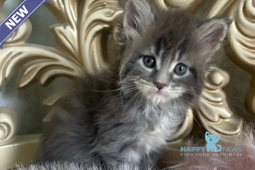 Halif Maine Coon polydactyl male blue silver tabby live animals