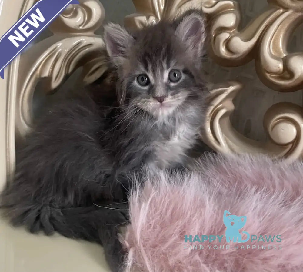 Halif Maine Coon polydactyl male blue silver tabby live animals