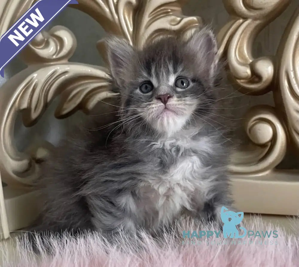 Halif Maine Coon polydactyl male blue silver tabby live animals