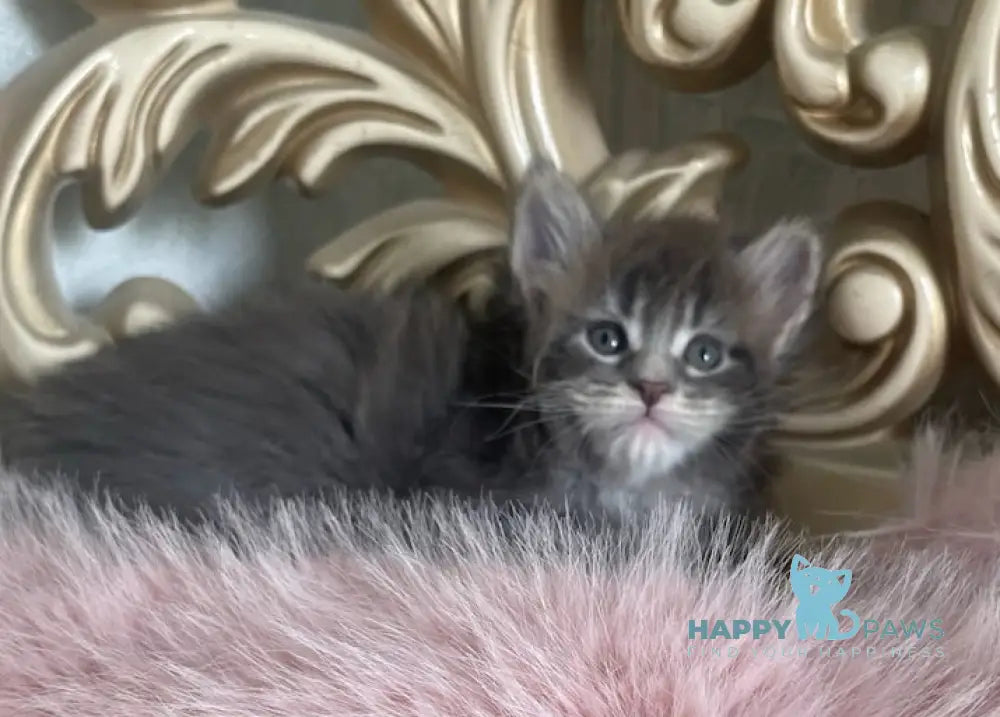 Halif Maine Coon polydactyl male blue silver tabby live animals