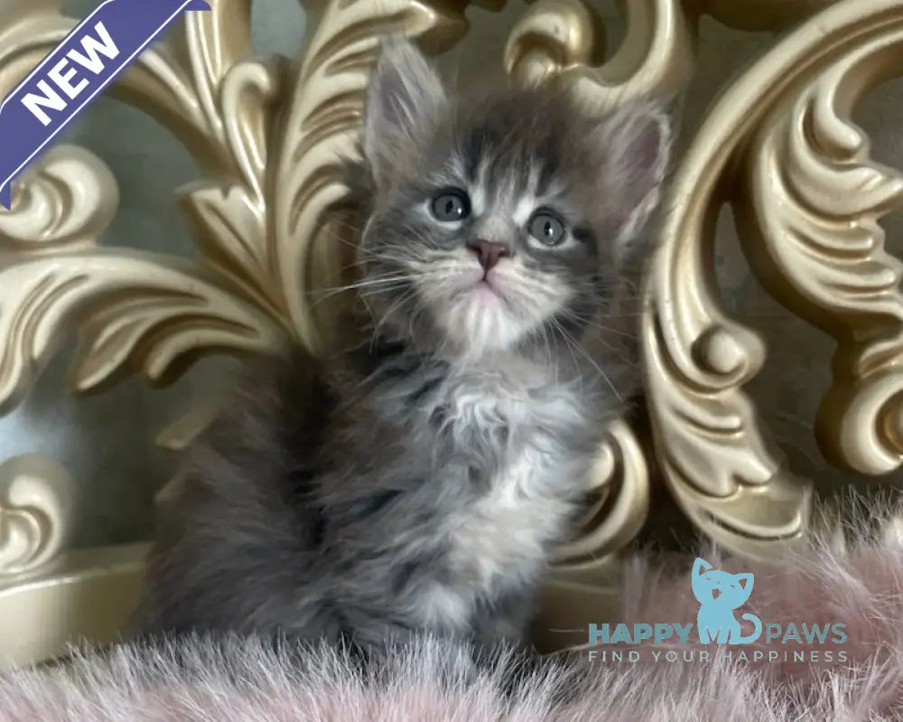 Halif Maine Coon polydactyl male blue silver tabby live animals