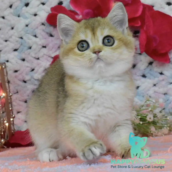 Halsey British Shorthair female black golden shaded - live animals