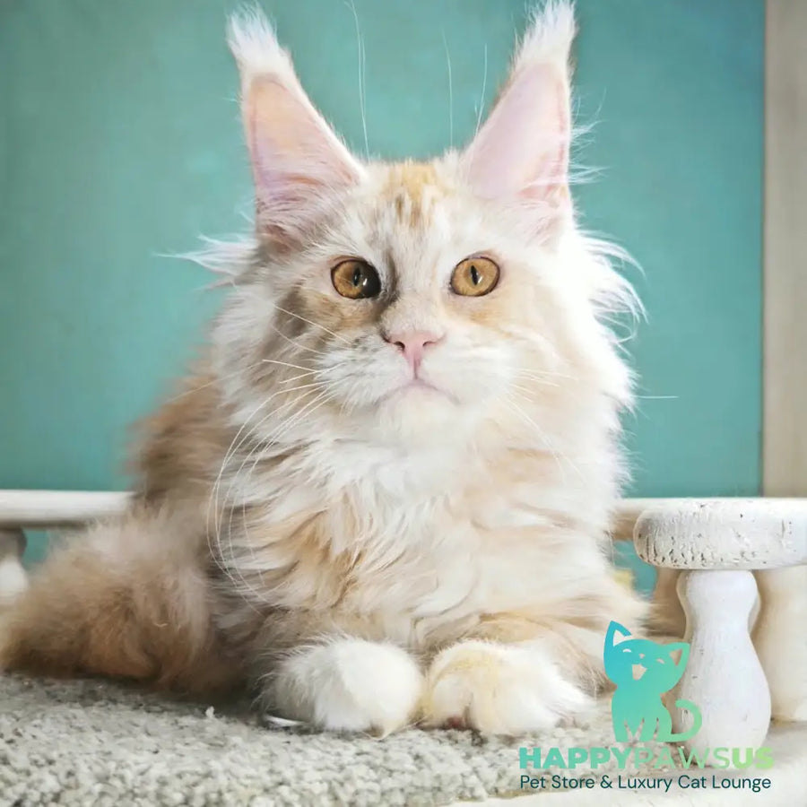 Halva Maine Coon female red silver - live animals