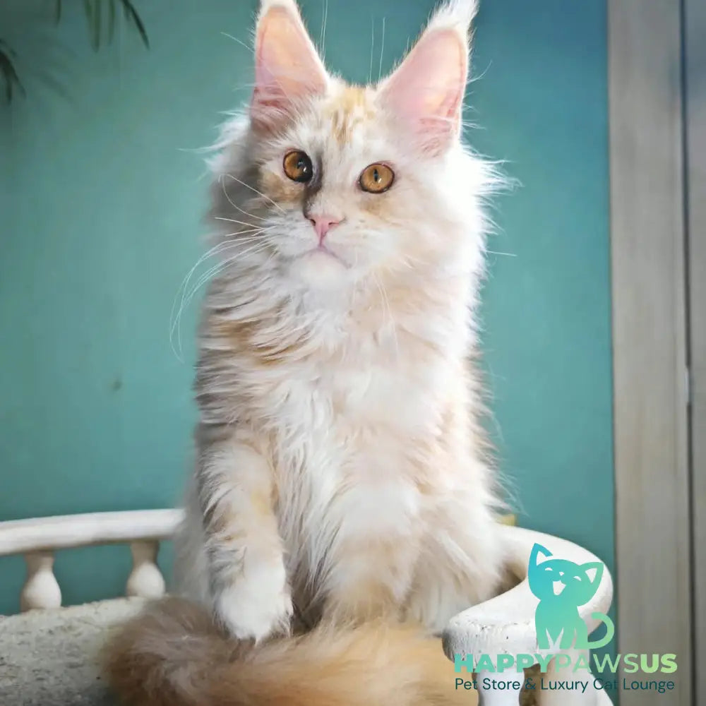 Halva Maine Coon female red silver - live animals