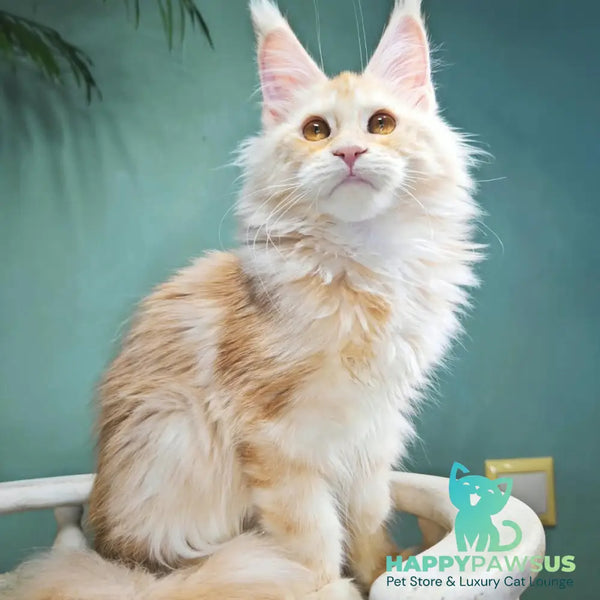 Halva Maine Coon female red silver - live animals