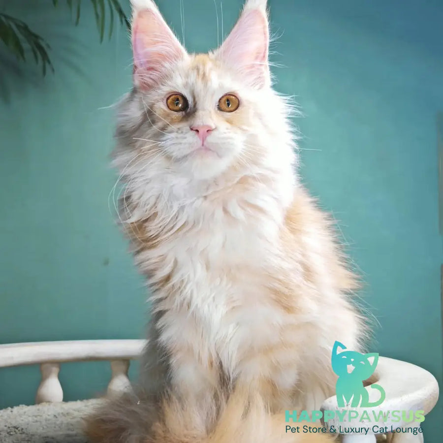 Halva Maine Coon female red silver - live animals