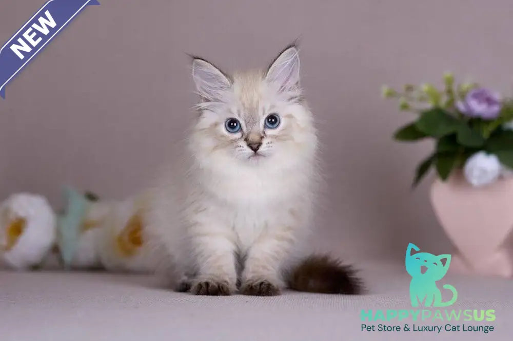 Halva Siberian female black tabby pointed - live animals
