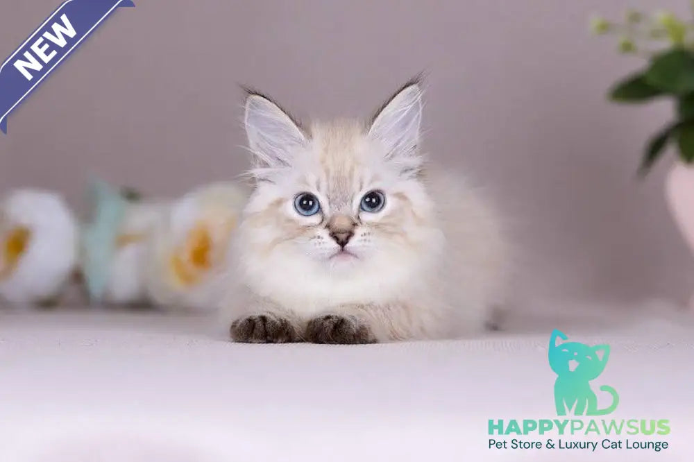 Halva Siberian female black tabby pointed - live animals