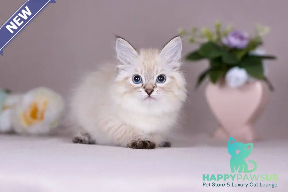Halva Siberian female black tabby pointed - live animals
