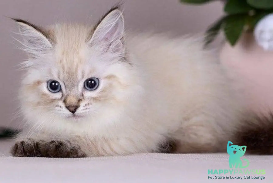 Halva Siberian female black tabby pointed - live animals