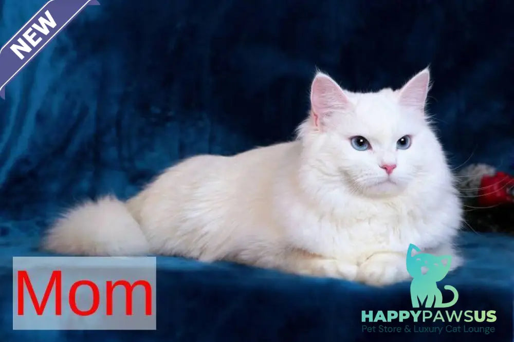 Halva Siberian female black tabby pointed - live animals