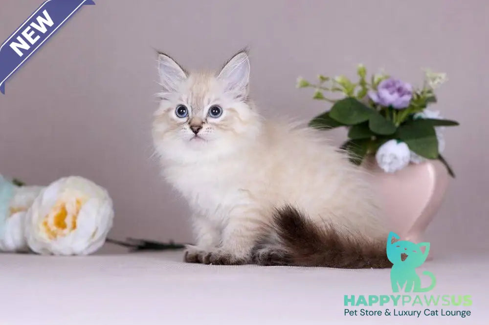 Halva Siberian female black tabby pointed - live animals