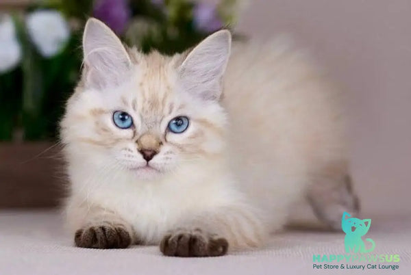 Halva Siberian female black tabby pointed - live animals