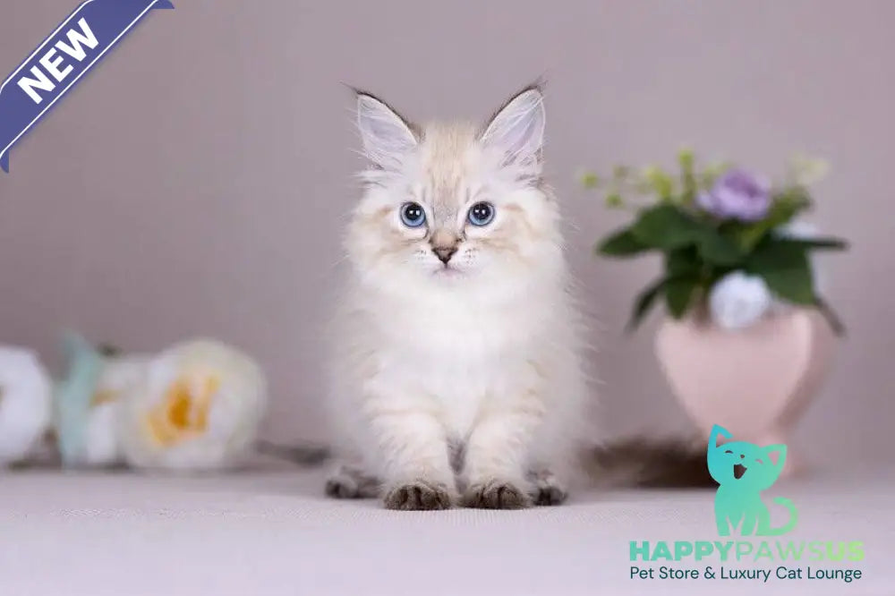 Halva Siberian female black tabby pointed - live animals