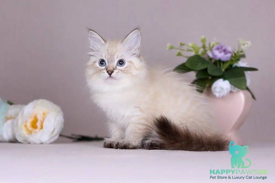 Halva Siberian female black tabby pointed - live animals