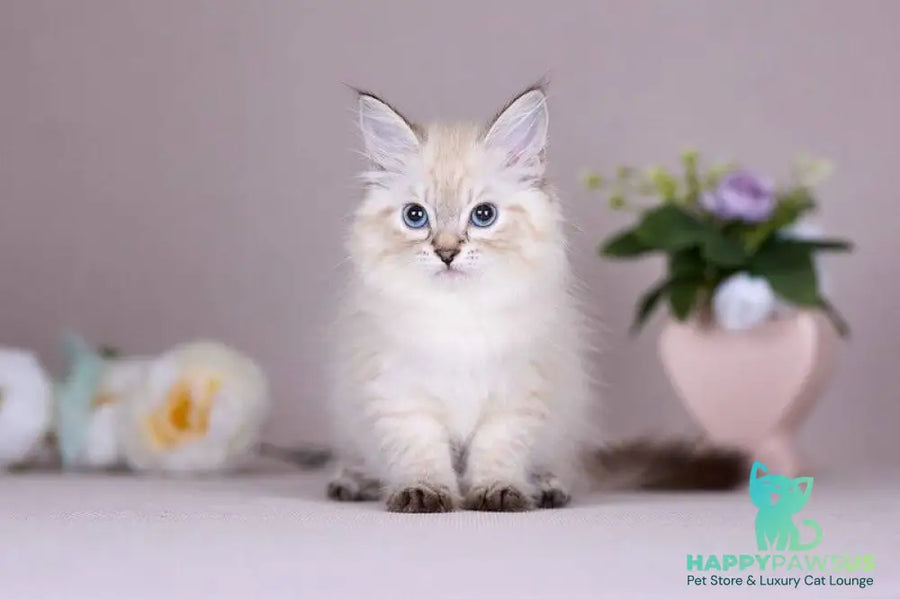 Halva Siberian female black tabby pointed - live animals