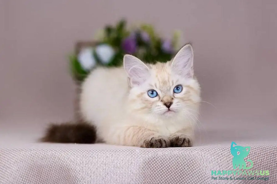 Halva Siberian female black tabby pointed - live animals