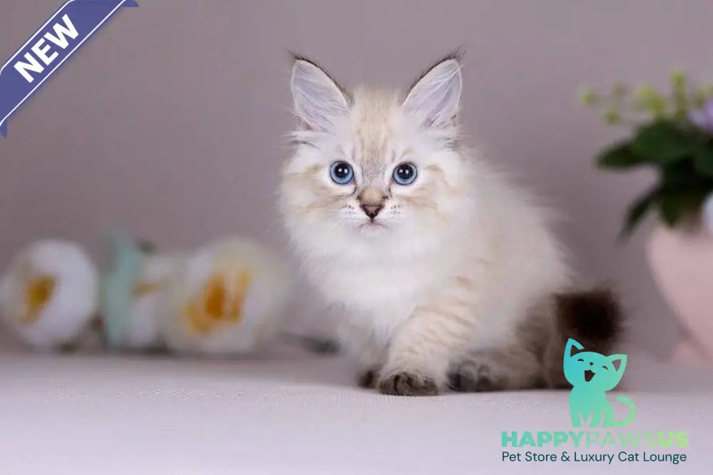 Halva Siberian female black tabby pointed - live animals