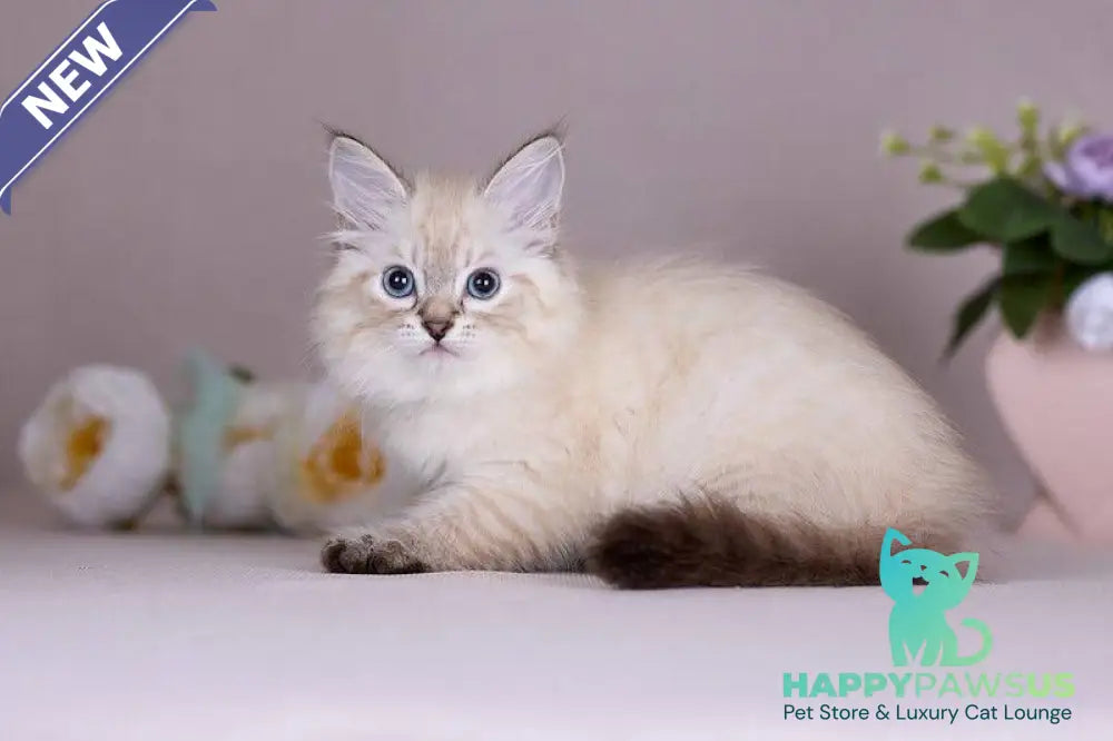 Halva Siberian female black tabby pointed - live animals