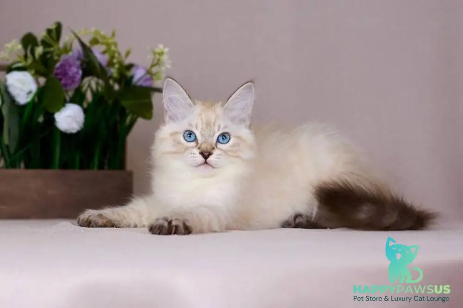 Halva Siberian female black tabby pointed - live animals