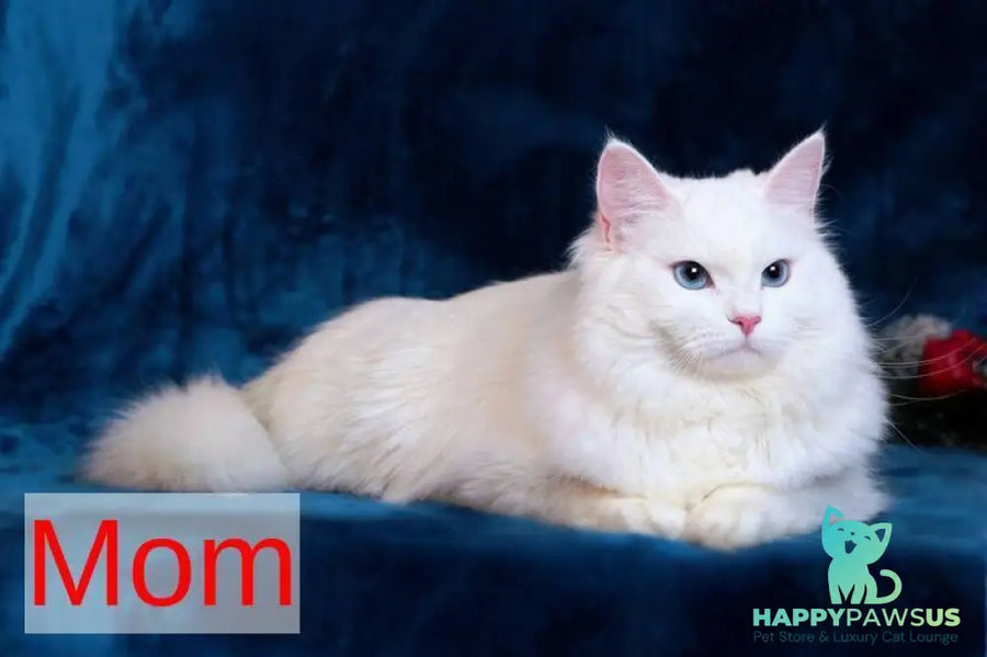 Halva Siberian female black tabby pointed - live animals