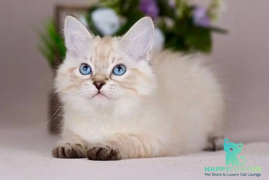 Halva Siberian female black tabby pointed - live animals