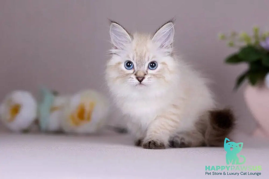 Halva Siberian female black tabby pointed - live animals