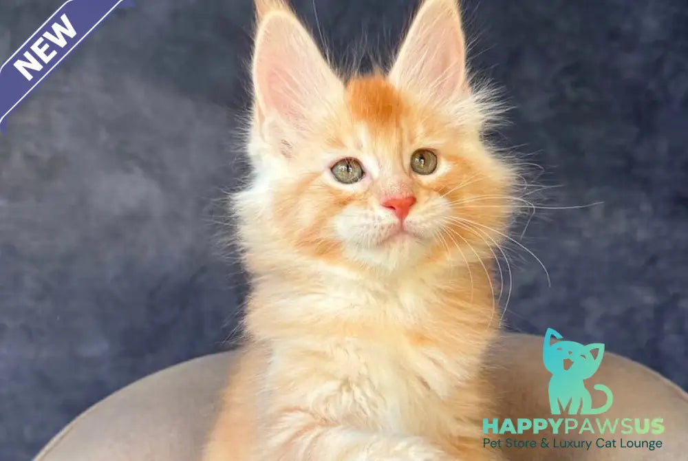 Hamelin Maine Coon male red silver ticked tabby - live animals