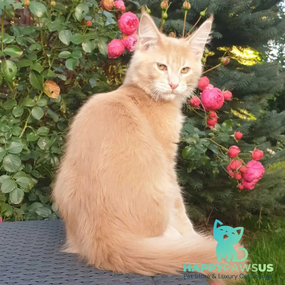 Hamilton Maine Coon male cream ticked tabby - live animals