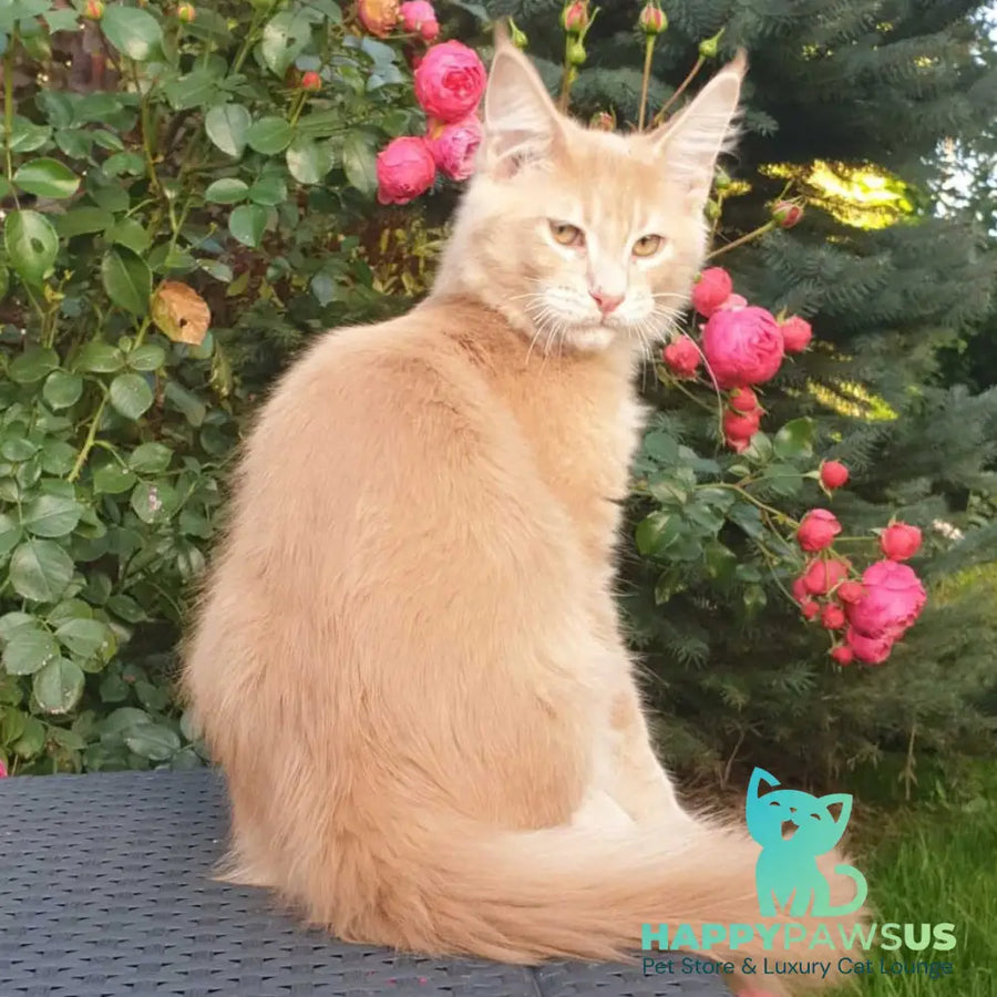 Hamilton Maine Coon male cream ticked tabby - live animals